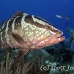 grouper_nassau_bbwd_lc_h_0185_cay3040.jpg